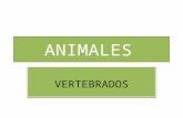 Tema 8. animales vertebrados