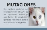 Mutaciones y sus diversas clasificaciones. Lic Javier Cucaita
