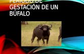 Periodo de gestación de un búfalo