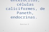 Citología: enterocitos, células caliciformes, de Paneth, endocrinas.