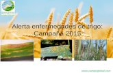Alerta enf foliares en trigo 2015