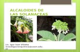 Clase 24 alcaloides en solanaceae