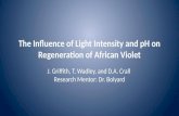 African Violet presentation powerpoint 2.0