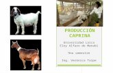 Producción caprina en el Ecuador y el mundo