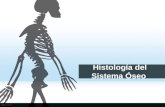 Histología del sistema óseo