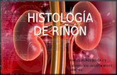Histología de riñón