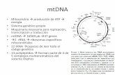 Sindromes asociados a mutaciones de mtDNA