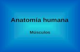 Anatomía humana  musculos