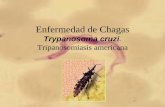 Enfermedad de chagas, por trypanosoma cruzi