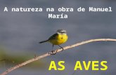 Manuel María: a natureza, as aves