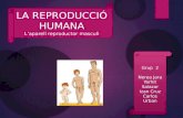 La reproduccio humana  grup 2
