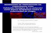 BIOSÍNTESIS DE TRIPANOTIÓN EN Trypanosoma cruzi: Validación ...