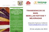 Transgénicos de Maiz, semillas nativas y mejoradas