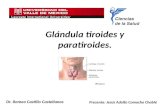 2. glándula tiroides y paratiroides.