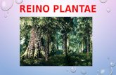 REINO VEGETAL O PLANTAE:CARACTERÍSTICAS Y CLASIFICACIÓN. Lic Javier Cucaita