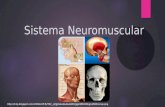 Sistema neuromuscular presentación