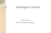 Biologia celular nº 11- Prof. Amilcar Sousa