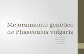 Mejoramiento genético de Phaseoulus vulgaris