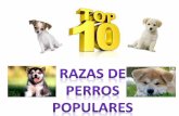 Top 10 Razas De Perros Populares