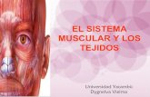 Sistema Muscular y Tendones