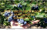 Perú, tercer exportador de arandanos de sudamérica