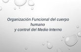 Organización funcional del cuerpo humano y control del medio interno