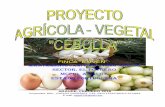 Proyecto hortaliza cebolla finca exiven feb 2016 completo