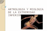 Artrologia y miologia de la extremidad inferior