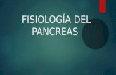 fisiología del pancreas