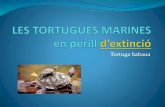 Tortugues marines en perill dextinció