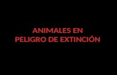 Mamíferos mexicanos en peligro de extinción.