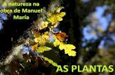 Manuel María: as plantas