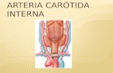 Arteria carótida-interna