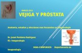 Imagenología de Vejiga y Próstata
