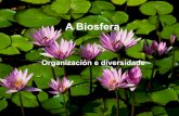 Organización y diversidad en la biosfera