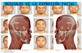Musculos de la expresion facial