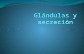 Glándulas y secreción.pptx xdd