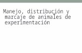 Manejo, distribución y marcaje de animales de experimentación