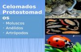 Animales Celomados