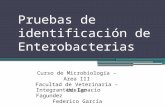 Identificacion de-enterobacterias-micr (1)