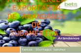 Perú, tercer exportador de arandanos de sudamérica.... [autoguardado]