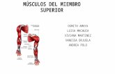 Músculos miembro superior