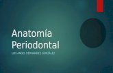 Anatomía periodontal
