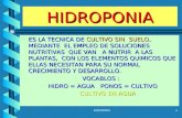 Hidroponia 1 (1)
