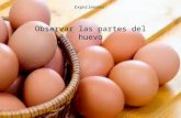 Patricia_ experimento del huevo