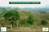 Sistemas Agroforestales tropicales