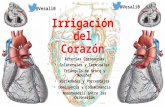 Irrigación del corazón (Arterias Coronarias)