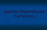 Ap reproductor Femenino  y Ovogénesis     2016