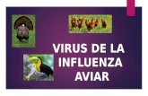 Exposicion influenza aviar