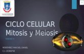 Ciclo Celular, Mitosis y Meiosis Montanez
